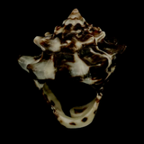 Gem Totēm | Midnight Tide Shelly Ring